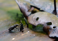 Goniocloeus