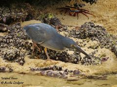 Butorides striata sundevalli