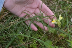 Linaria vulgaris