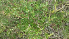 Cryptolepis oblongifolia