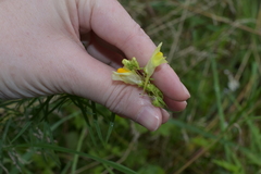 Linaria vulgaris