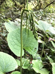 Ligularia stenocephala
