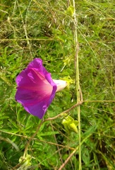 Ipomoea decasperma