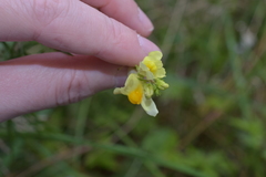 Linaria vulgaris