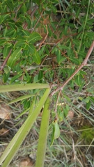 Cryptolepis oblongifolia