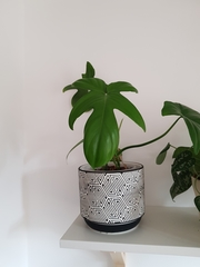Philodendron pedatum