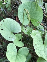 Ligularia stenocephala