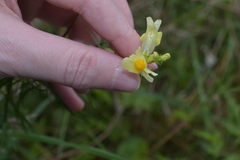 Linaria vulgaris