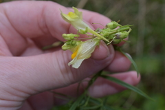 Linaria vulgaris
