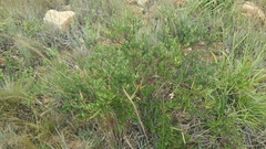 Cryptolepis oblongifolia