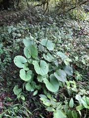 Ligularia stenocephala