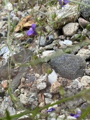 Neogaerrhinum strictum