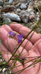 Neogaerrhinum strictum