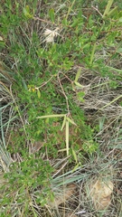 Cryptolepis oblongifolia