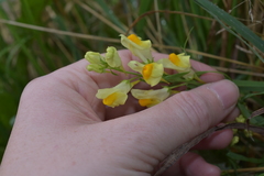 Linaria vulgaris