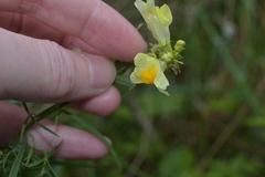 Linaria vulgaris