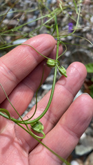 Neogaerrhinum strictum