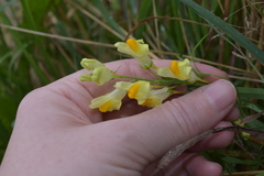 Linaria vulgaris