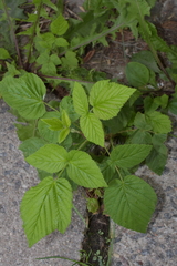 Rubus idaeus