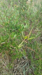 Cryptolepis oblongifolia