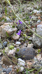 Neogaerrhinum strictum