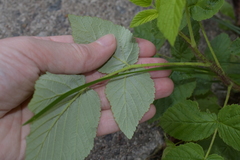 Rubus idaeus