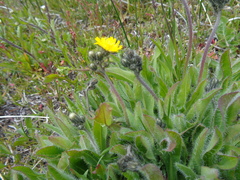 Hieracium magellanicum