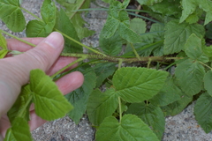 Rubus idaeus