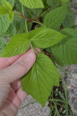 Rubus idaeus