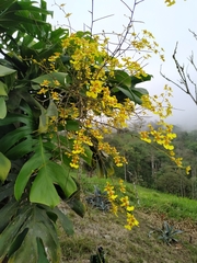 Oncidium sphacelatum