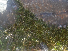 Carmichaelia uniflora