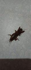 Gryllotalpa orientalis