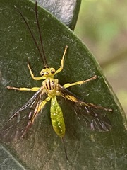 Theronia lurida
