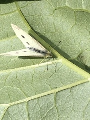 Pieris rapae
