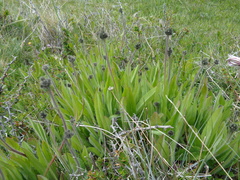 Hieracium magellanicum