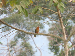 Zanclostomus javanicus