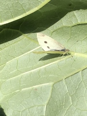 Pieris rapae