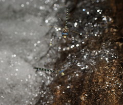 Austroaeschna inermis