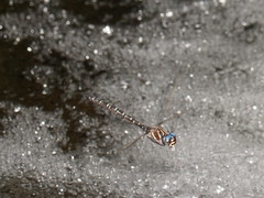 Austroaeschna inermis