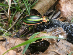 Carabus lineatus lateralis