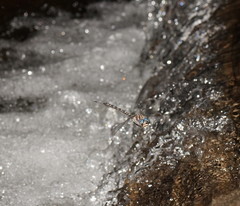 Austroaeschna inermis