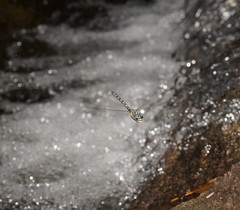 Austroaeschna inermis