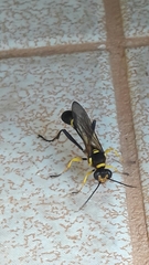 Sceliphron fistularium