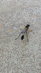 Sceliphron fistularium