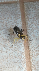 Sceliphron fistularium