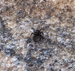 Corythalia