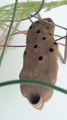 Sceliphron fistularium