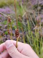 Juncus conglomeratus