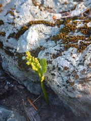 Botrychium lanceolatum