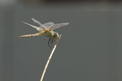 Sympetrum fonscolombii